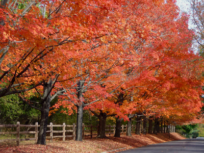 hpl-around-town-6_11
